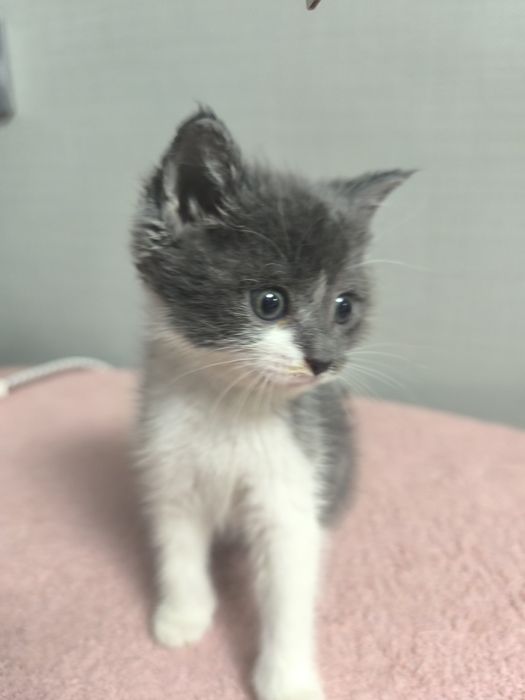 Котенок на пристройство