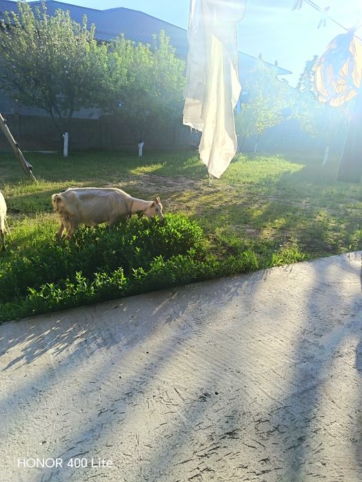 Сауын ешкі сатылады багасын келеміз