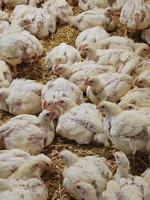 pui de carne și rasa mixta