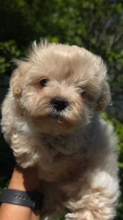 Мальтипу мини ! Maltipoo f1