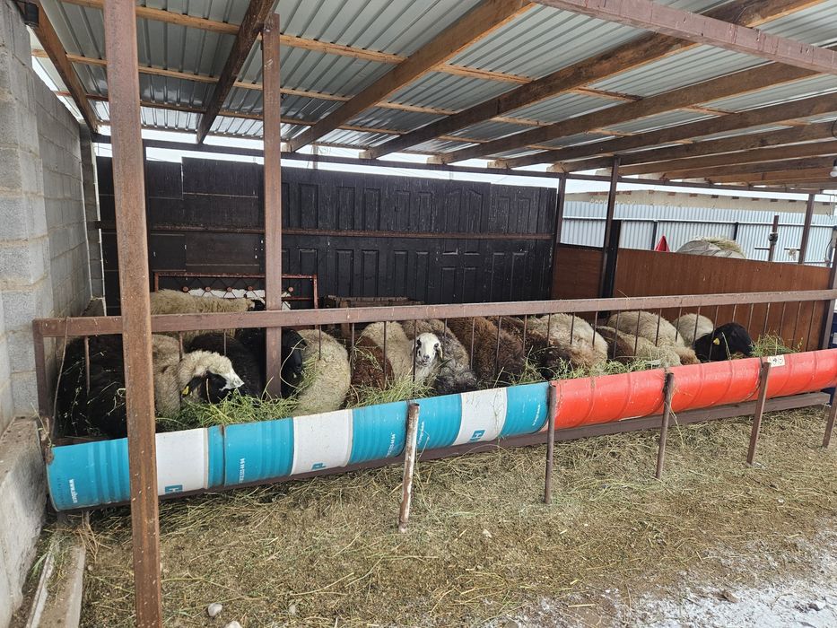 Семиз Бордакы Кой Токтылар Сатылады