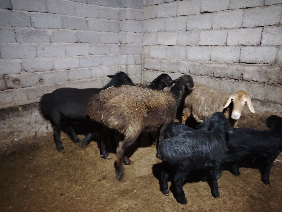 Ona bola qo'ylar sotiladi