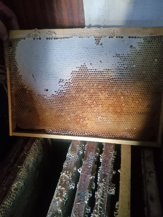 Продам мёд,рамки с медом