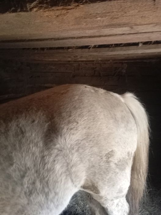 Vând cal 8 ani cuminte