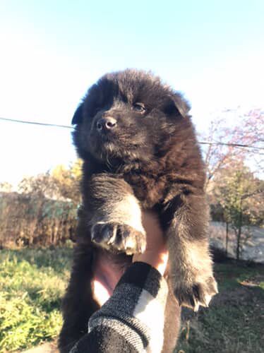 Отдадим щенков в добрые руки