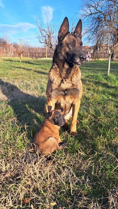 Кученца белгийска овчарка