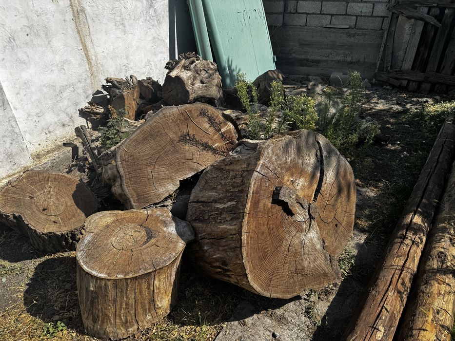 Дерево кургляки