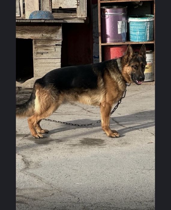 Щенки немецкой овчарки,