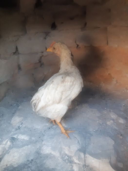 Uyda boqilgan juja