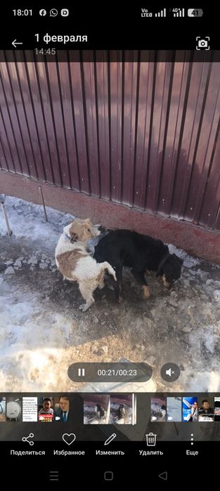 Фокстерьер+ягьдтерер