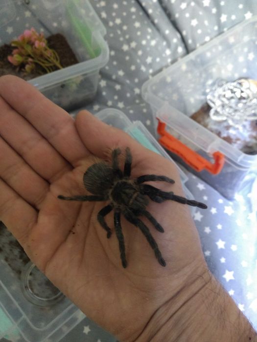Тарантула Tarantula