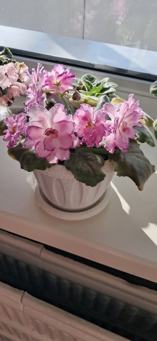 Фиалки сортовые разные