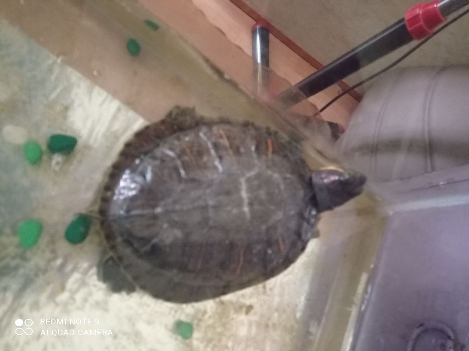 Продам двух черепах