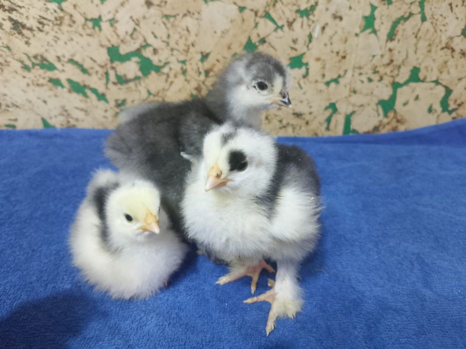 Продам недельных цыплят