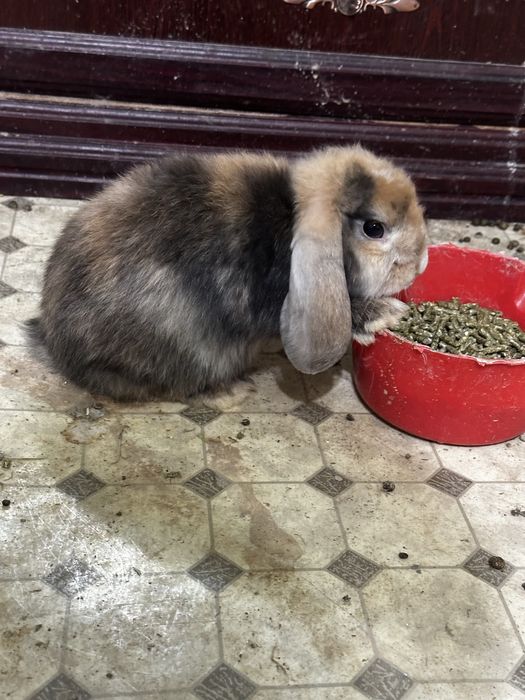 Karlik baran bolalari kotalari bor sotiladi
