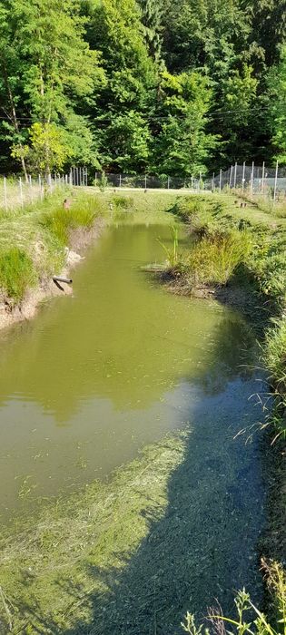 De vânzare balta de pescuit