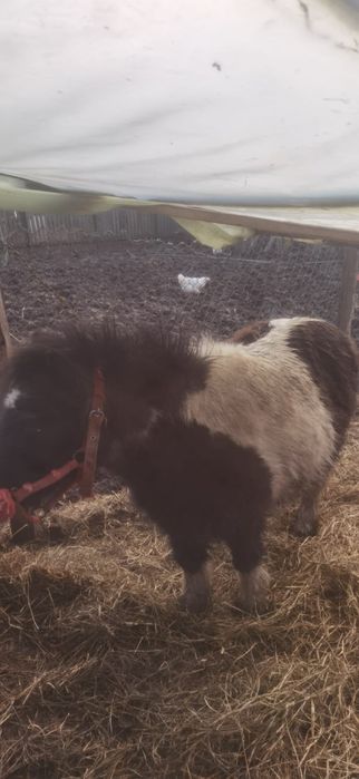 Vând ponei iapa gestanta de 12 ani