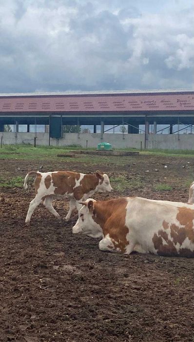 Vitea rasa Simmental