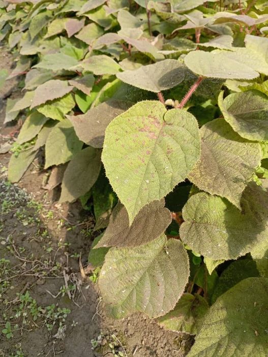 Хейворд киви кучатлари