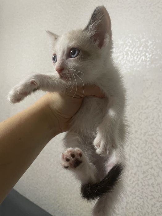 Отдам котят 2 месяца