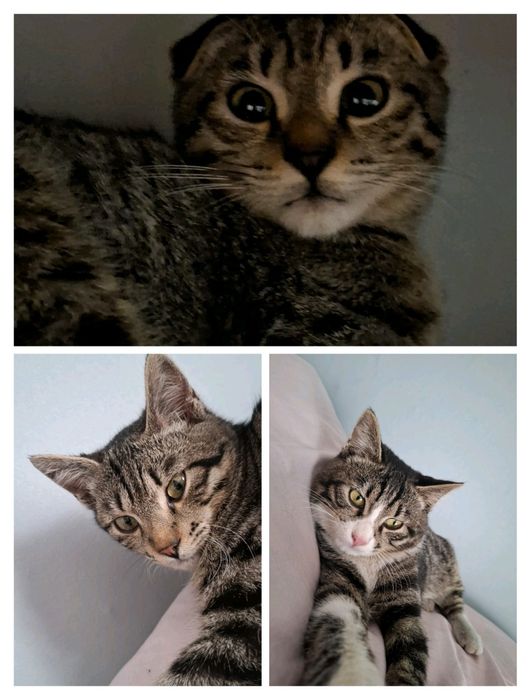 Отдам в хорошие руки