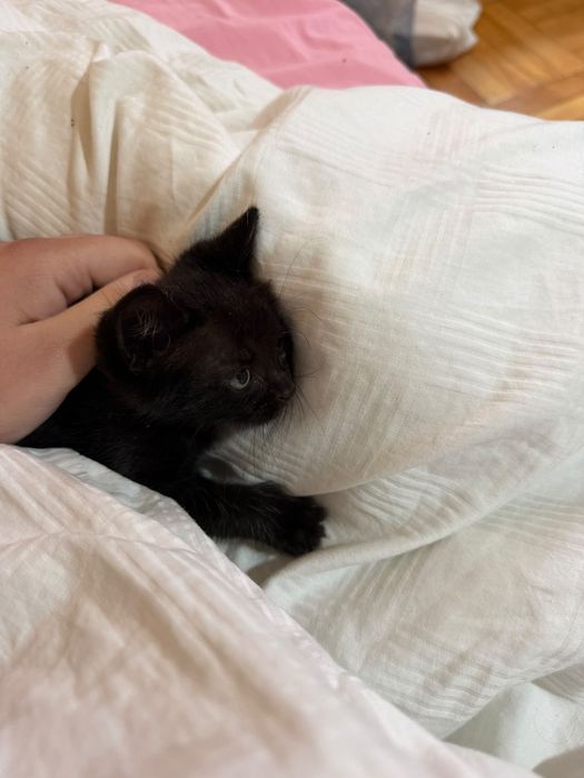 Pisici spre Adoptie