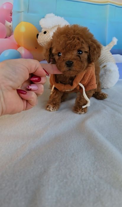 Пудел tea cup с документ за произход-5 поколения назад