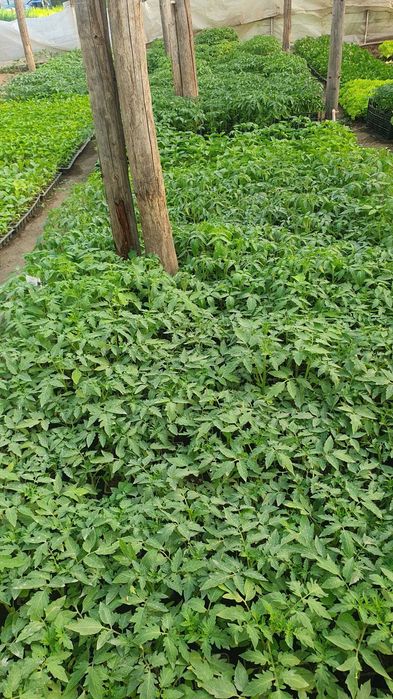 Rasaduri legume rosii, vinete, ardei, telina - producator