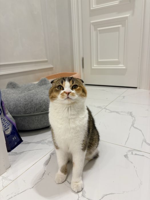 Скоттиш фолд. Девочка