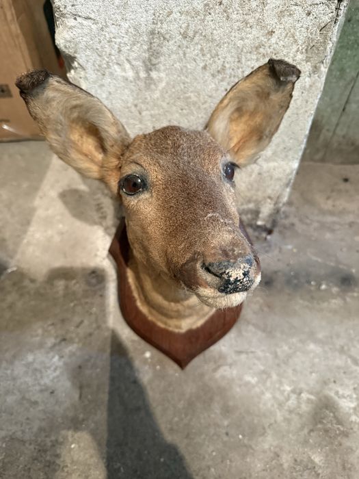 Продавам препарирана сърна