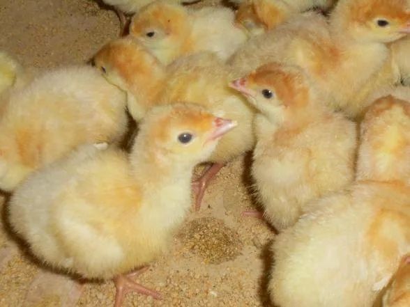 Цыплята бройлера кобб 500