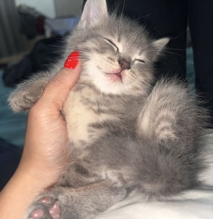 Шотландец мальчик 1,5 месяца