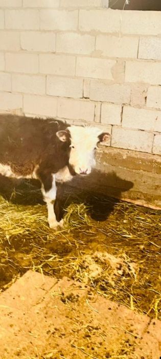 Еркек бұзаулар дендері сау