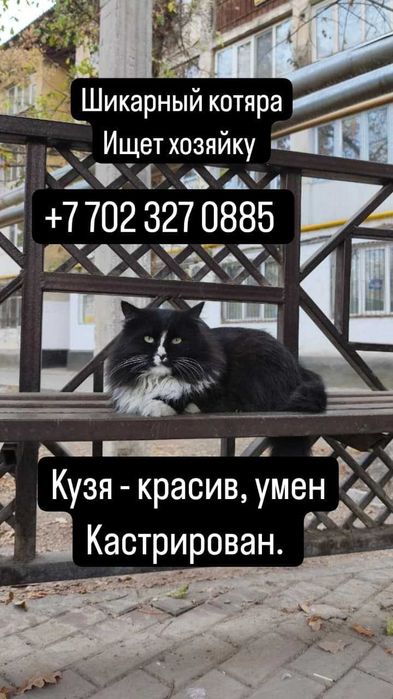 КОТ красавец в добрые руки в ШЫМКЕНТе
