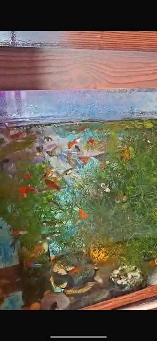 Аквариумные рыбки