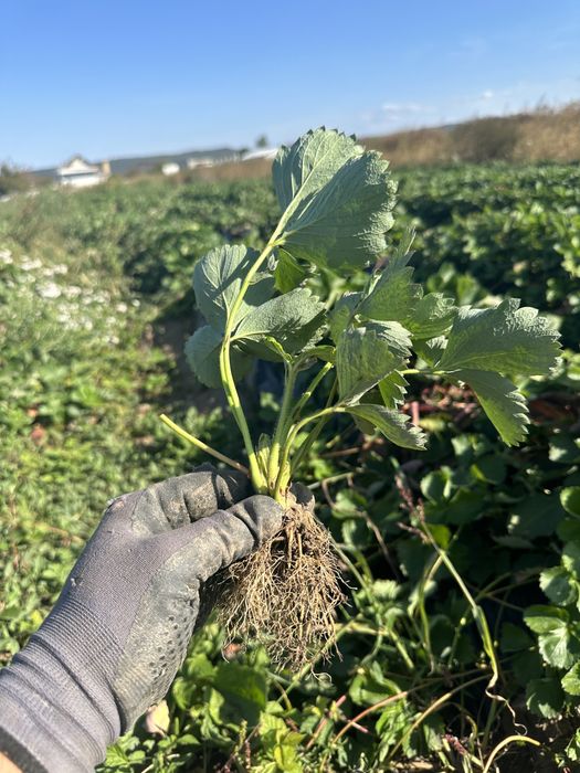 #Stoloni capsuni #Clerry #Albion #Jolly