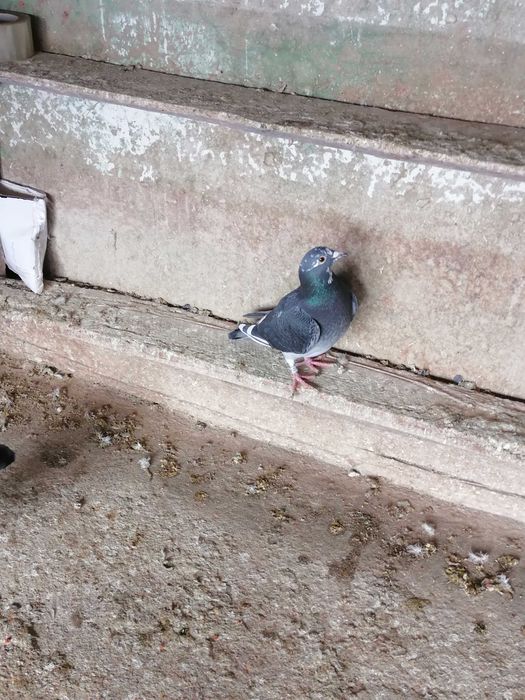 Vând porumbei voiajori de concurs