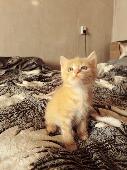 Маленькие Котята