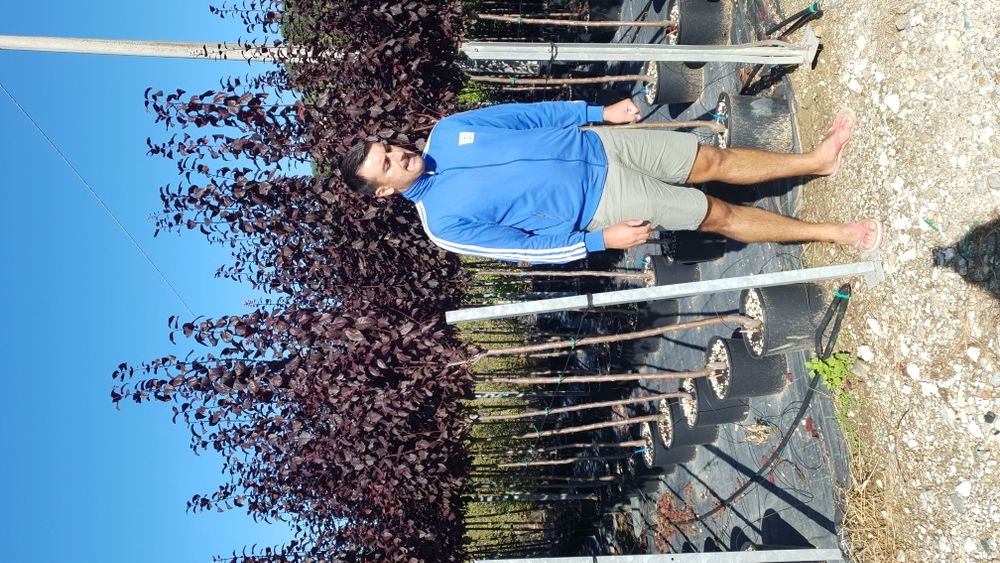 Prunus pissardi de vanzare