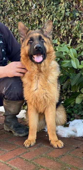 Pui ciobănesc german