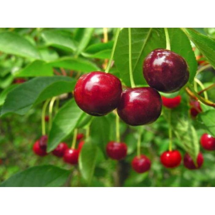 Pomi Fructiferi Pitici Dwarf (Vișin)