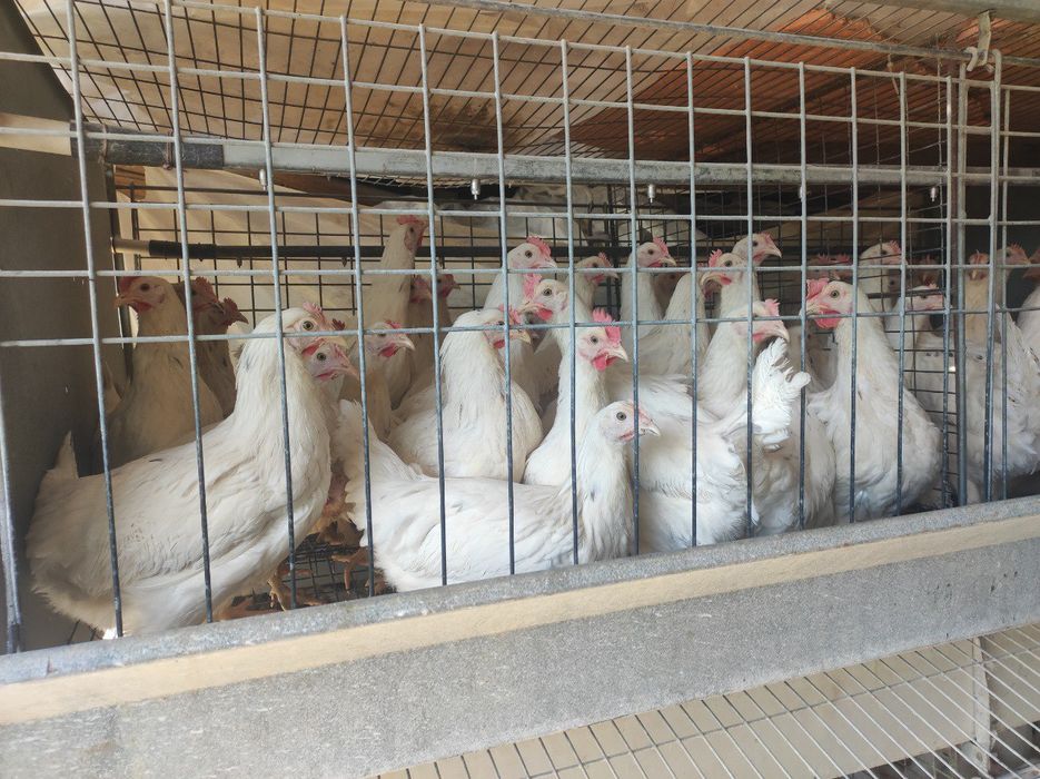 Товуклар.Tovuqlar. продаю куры