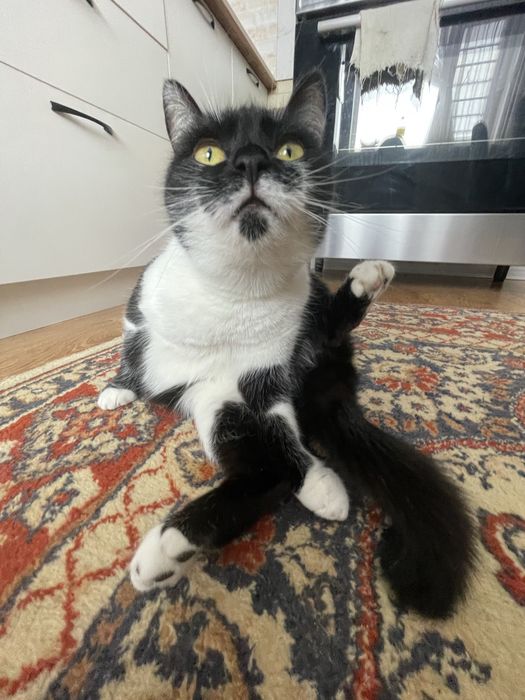 Отдам кошку даром