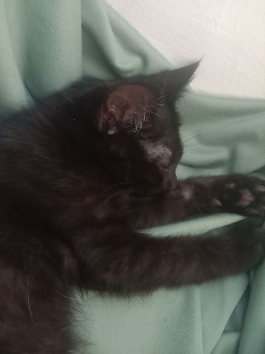 Котенок мальчик.