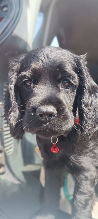 Щенки спаниэль 2 месяца