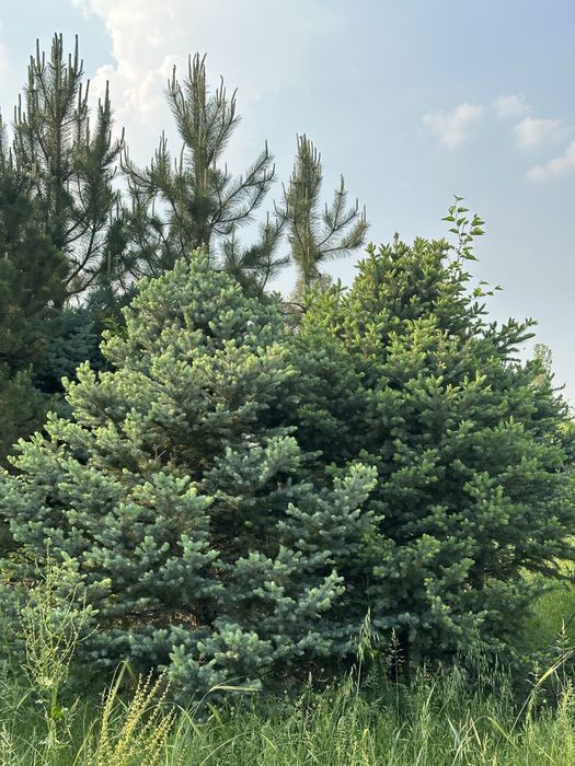 Birinchi qol, belgiyskiy archalar! Голубая ель, пихты