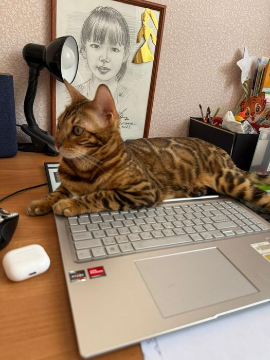 Красивейшие бенгальские котята