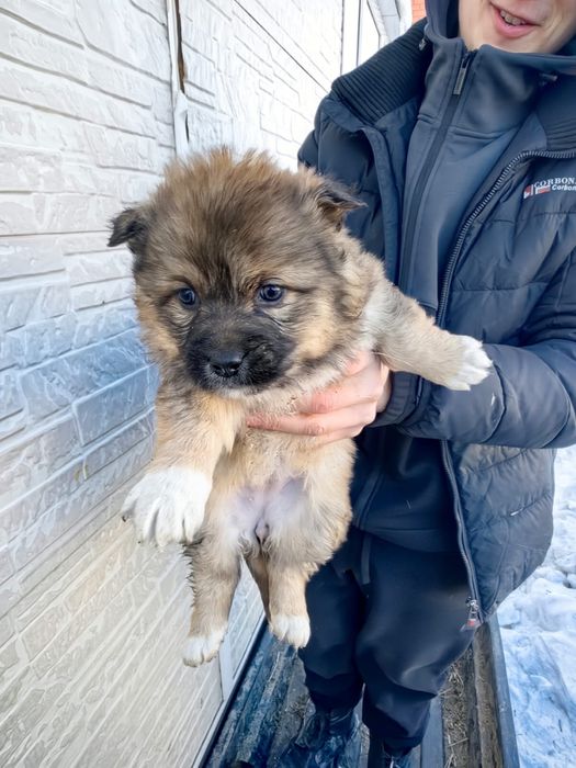 Отдам щенят, возможно с доставкой