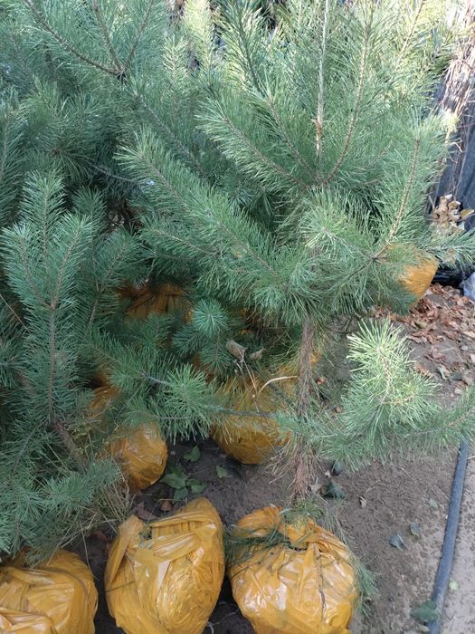 Сосна Обыкновенная