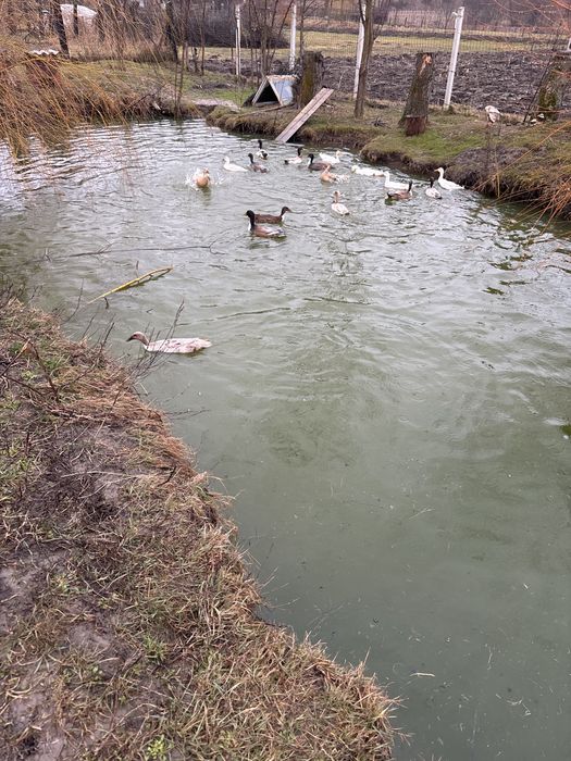 Rate indiene  ai oua